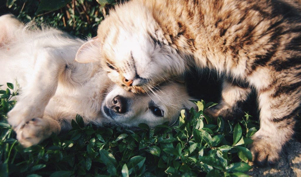 Health for Pet: conheça o plano de saúde para seu animalzinho